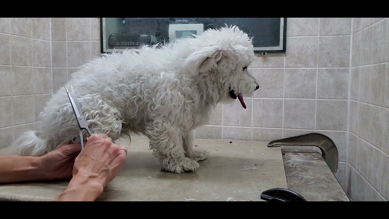 Difficult Doggie Groom; Grooming a heavily matted dog, full groom, Havanese dog breed, #7 Blade