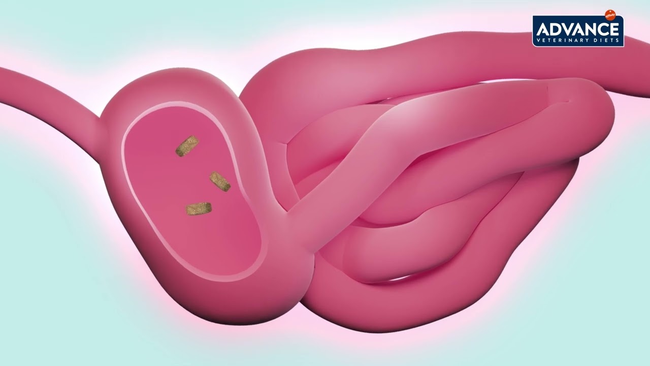 Advance Gastroenteric Dog 2024 EN