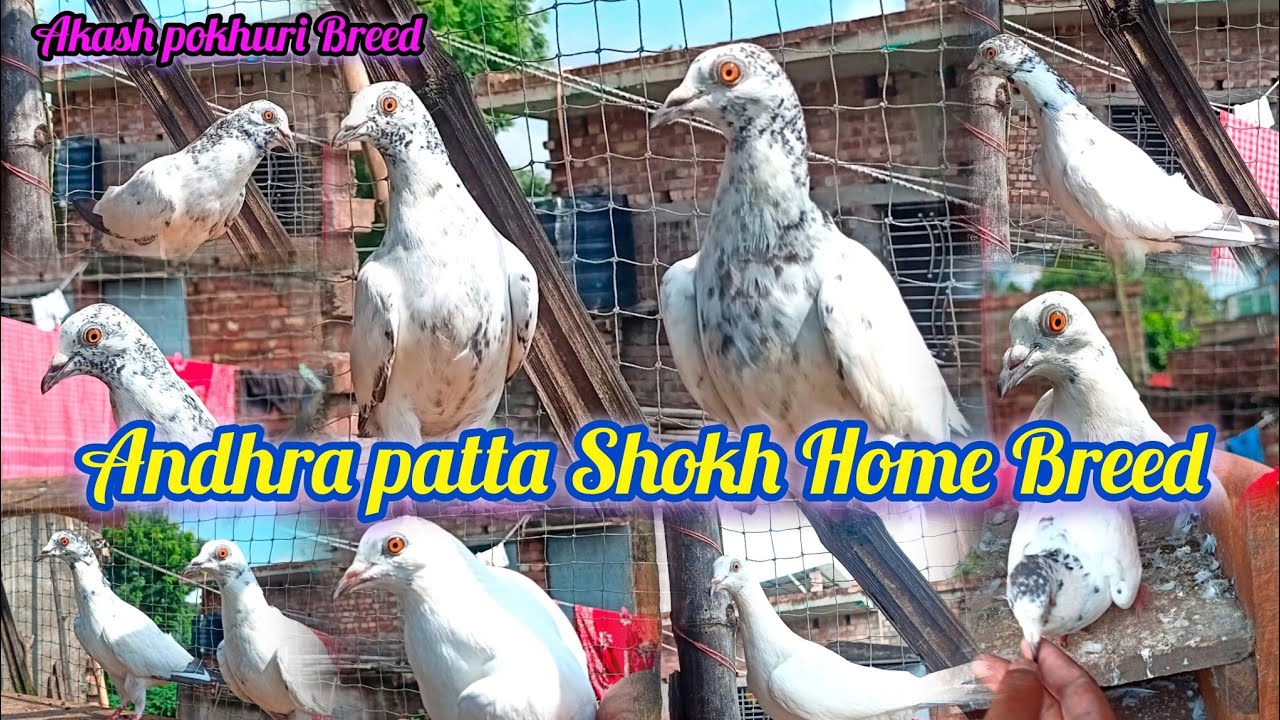 Andhra Patta Home Breed Shokh Koralam.100% Pure Andhra Kabutar.