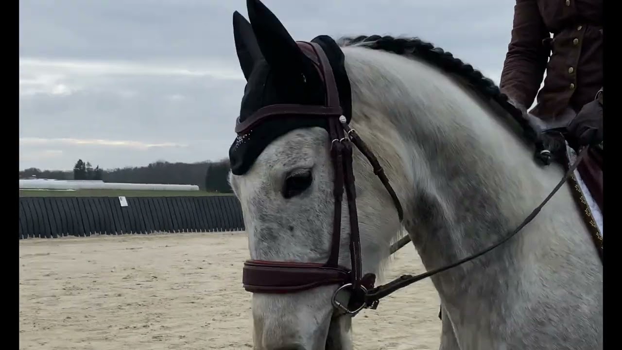 2025-02-28 Dressage Chèvremont Club Elite GP