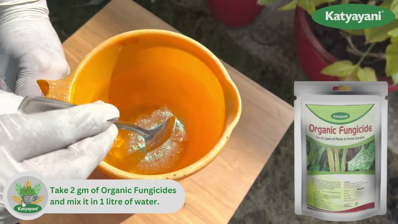 How to Use Katyayani Organic Fungicide || Fungicide || Organic Farming || Agriculture #fungicides .
