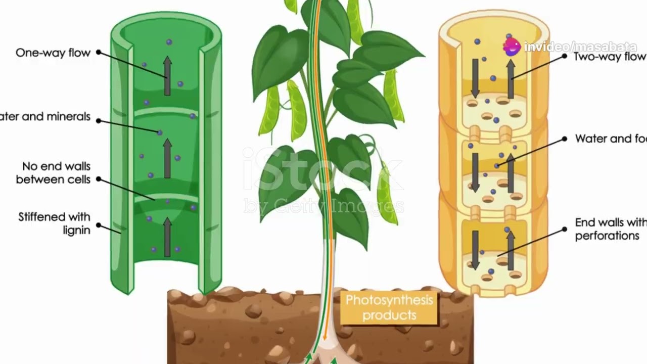 Grade 10 Life Science: Support and Transport Systems in Plants