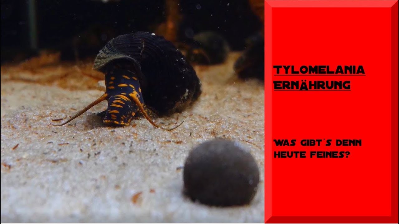 TYLOMELANIA FÜTTERUNG/ ERNÄHRUNGSWEISE