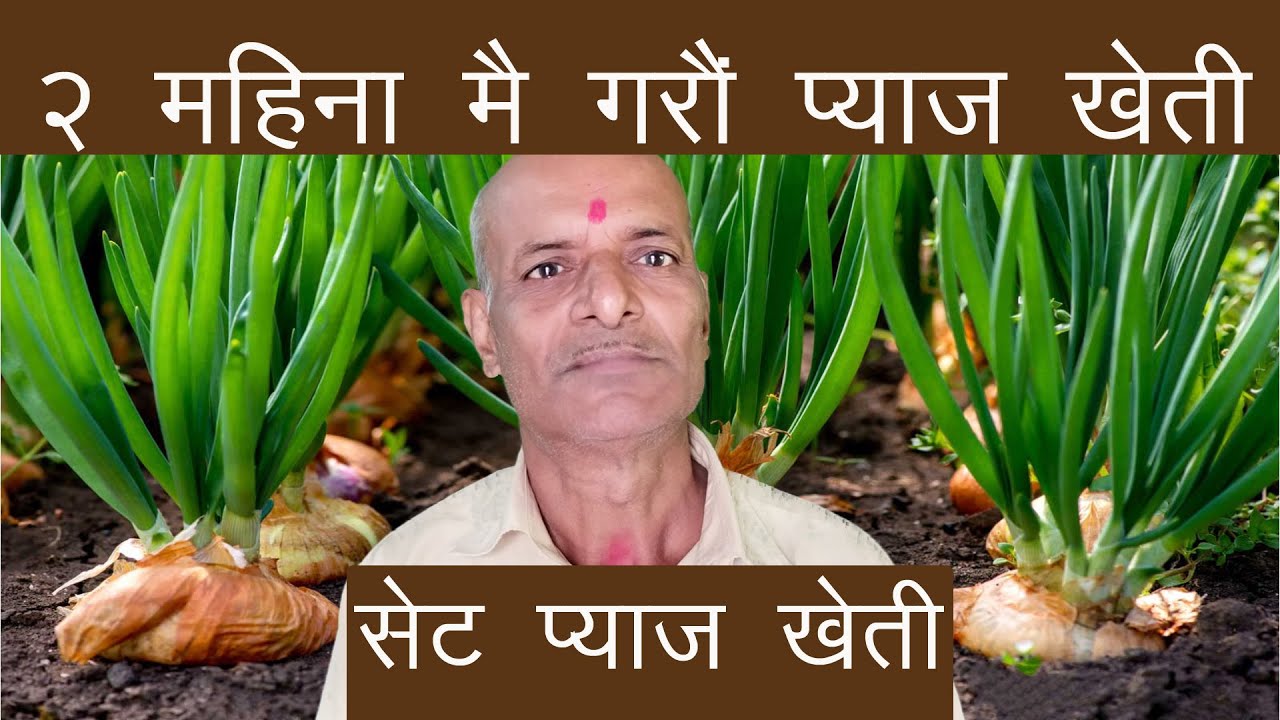 Set Pyaj Kheti || गानोबाट प्याज खेती || Gano bat pyaj kheti kasari garne || Onion Farming