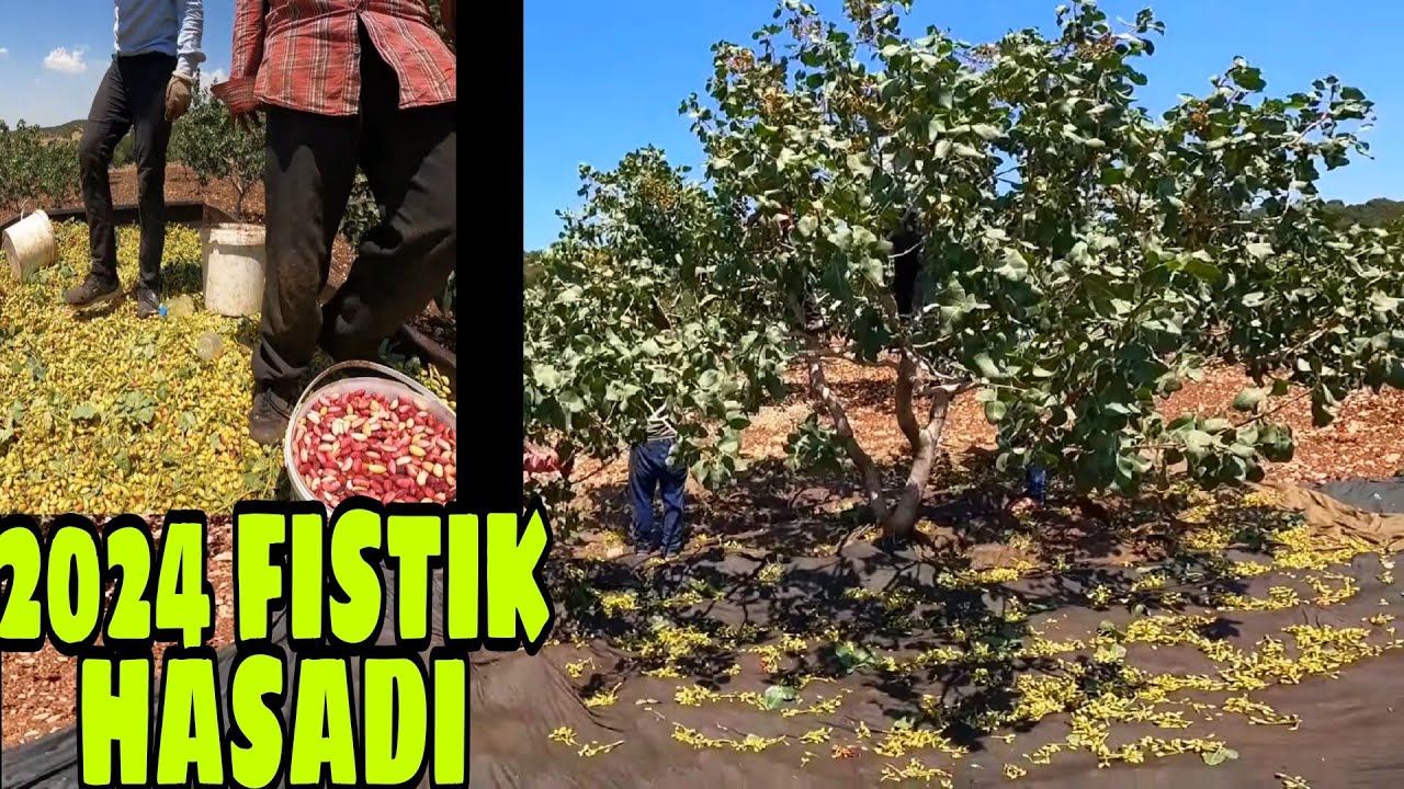 2024 ANTEP FISTIĞI HASADINA BAŞLADIM... FİYAT OLARAK SANCILI BİR DÖNEMDEYİZ...