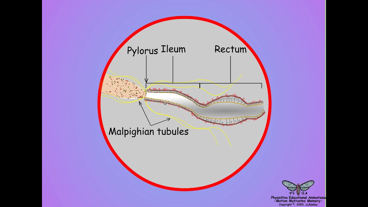15 Insect Malpighian tubules and hindgut structures