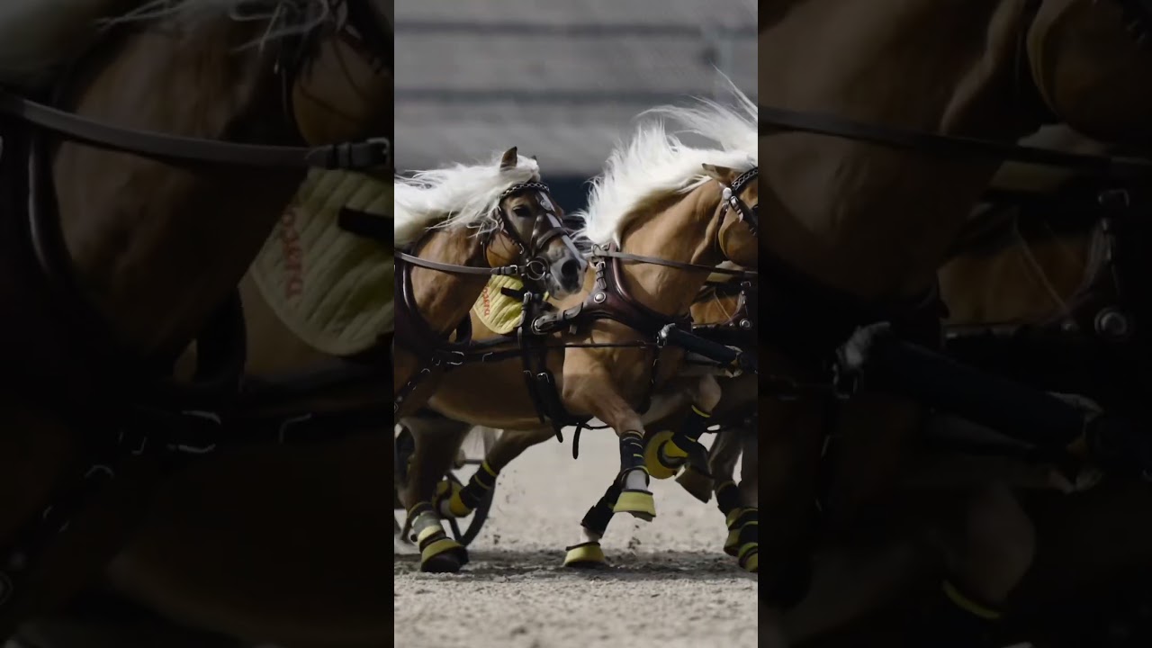 Epic Haflinger Gladiator Quadriga 🔥at Hengstparade Marbach #haflinger #horse #equestrian
