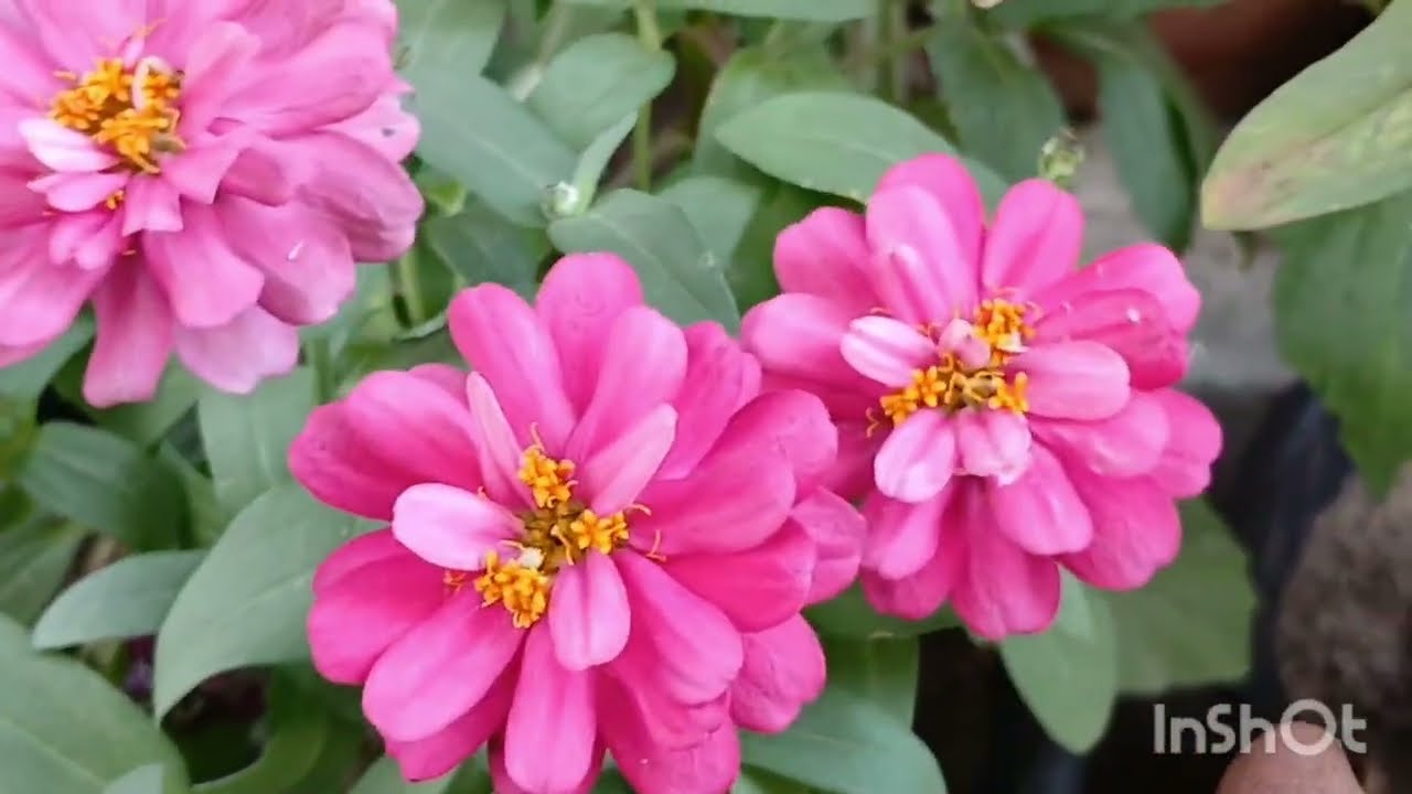 गर्मि का  सबसे special फुल  zinnia form seeds with update zinnia Plants care and fertilizer 