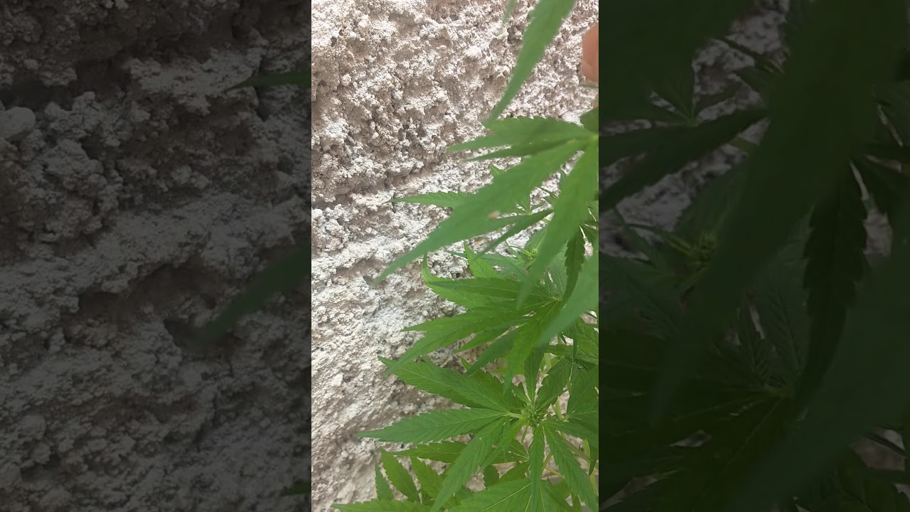 CANNABIS MACHO COM 4 M&Ecirc;S DE VIDA.