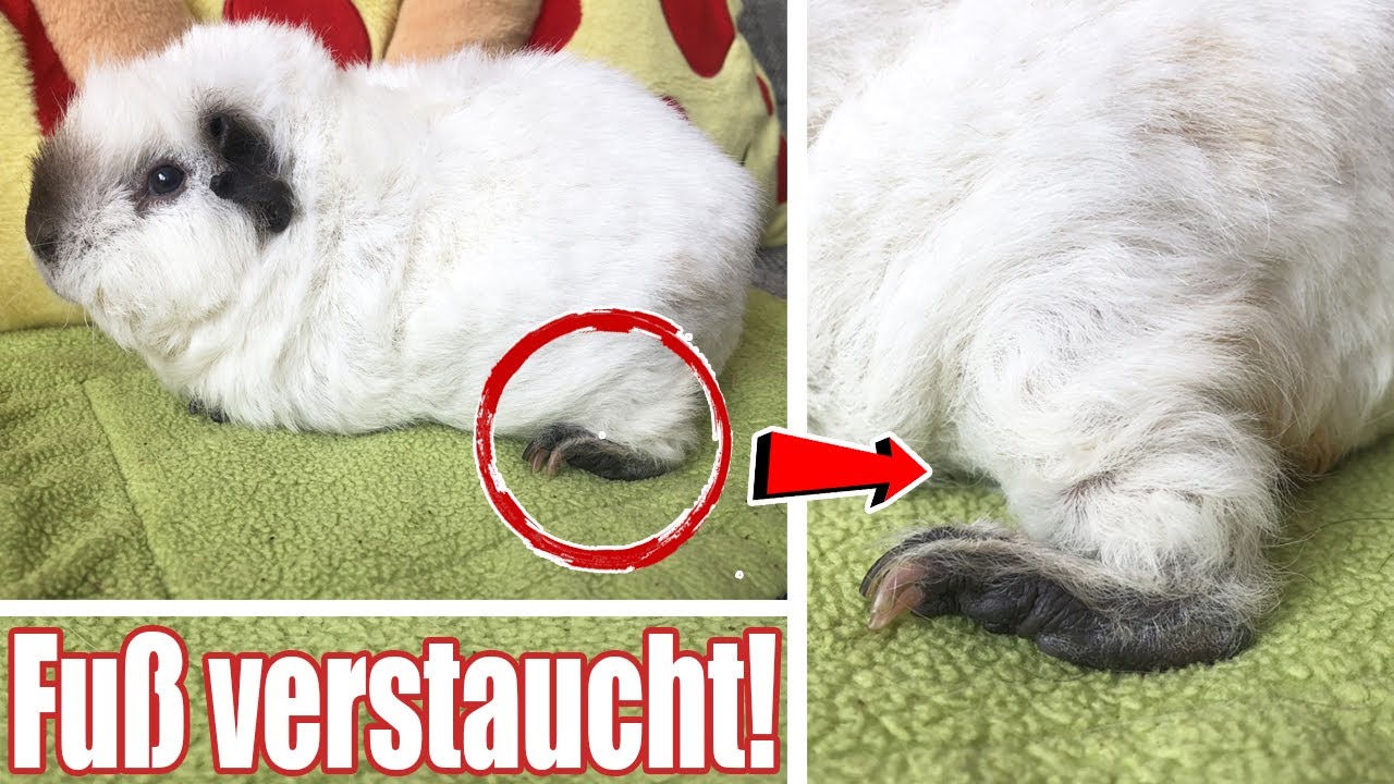 Fuß verstaucht & am humpeln! Marshmallow macht mich noch WAHNSINNIG! | Die Meeries