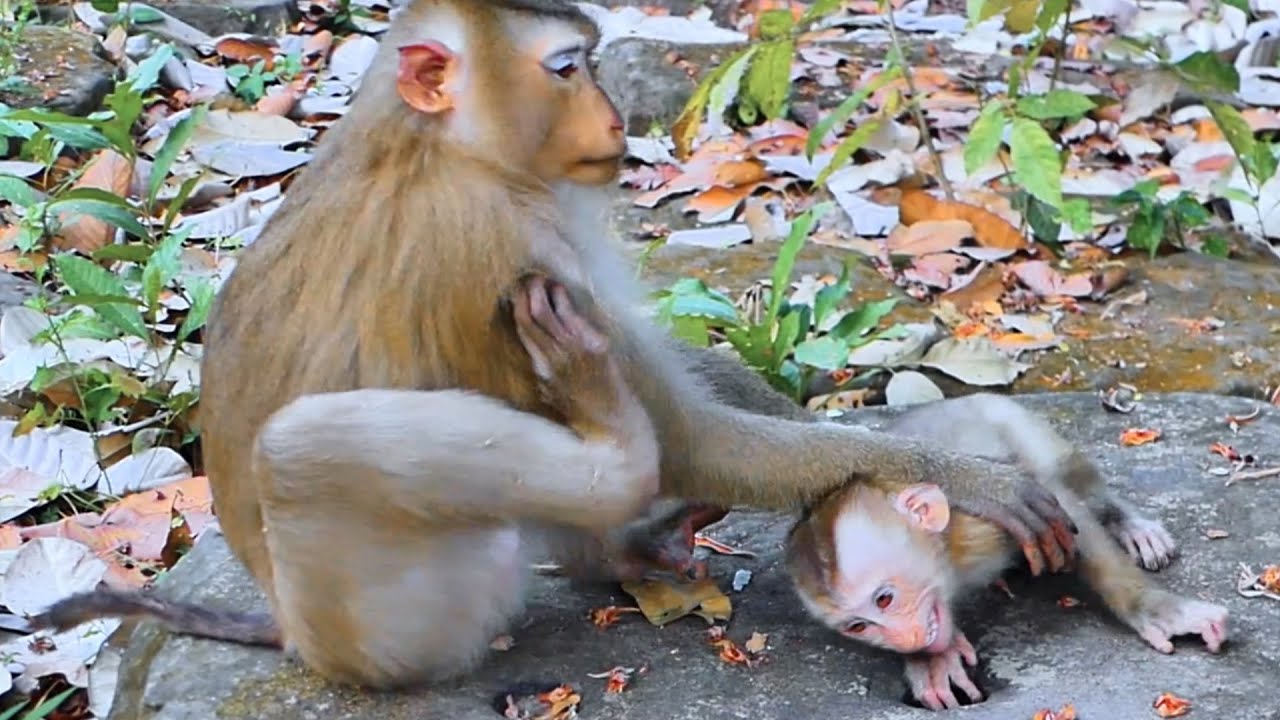 The lumi monkey cries when its mother refuses to breastfeed it; it is not weaned from its mother.