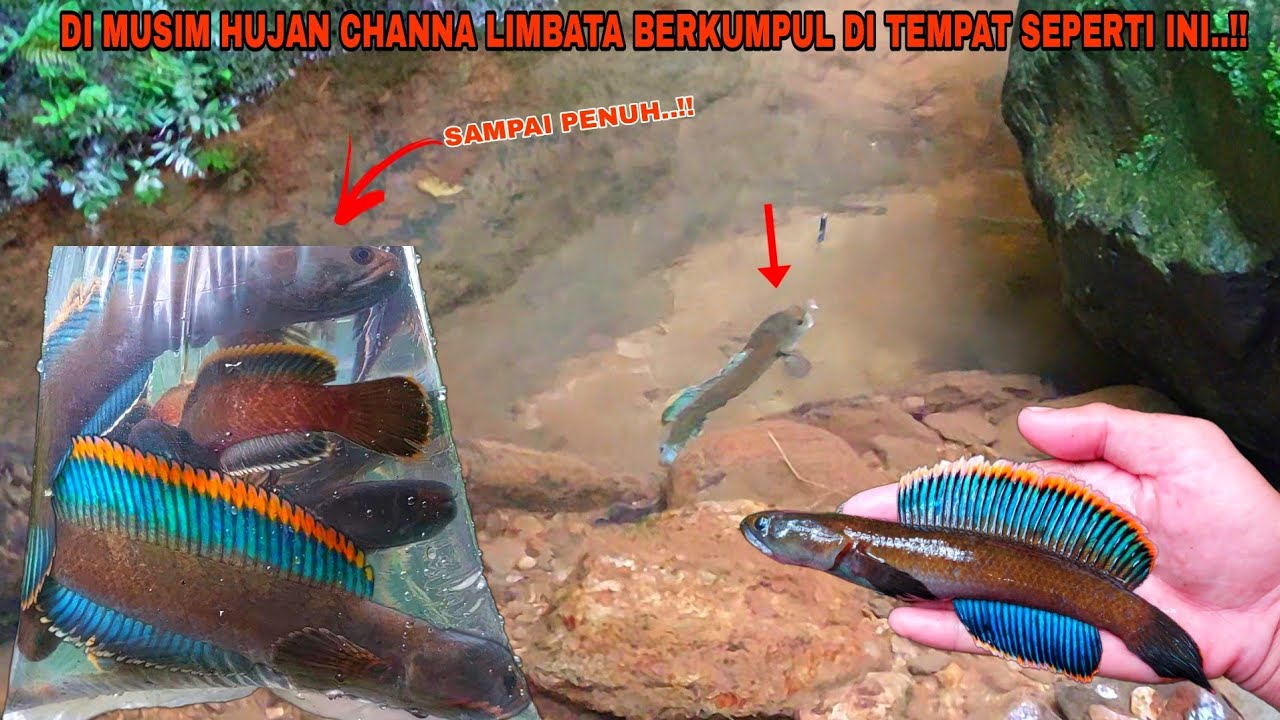 BERUNTUNG SEKALI..!! Mancing Ikan Channa Limbata Disungai Setelah Hujan Auto Panen