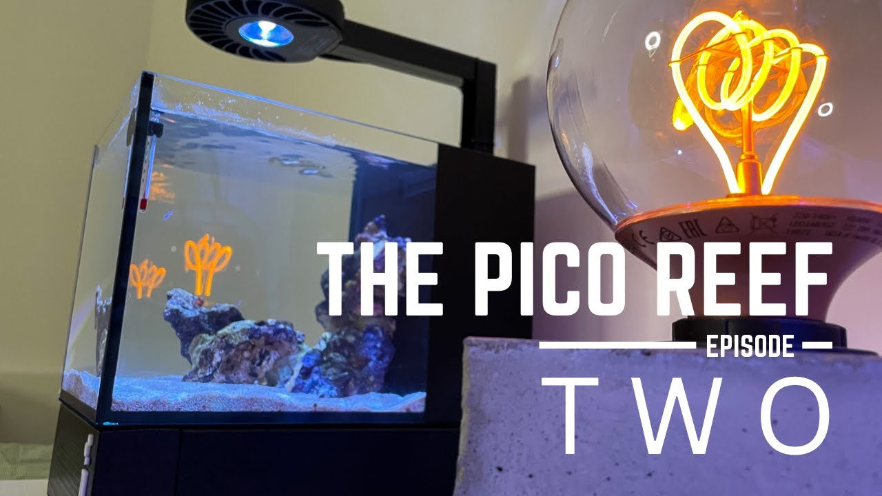 Cycling a Tank is easy | 12L Pico Reef Aquarium | EP2