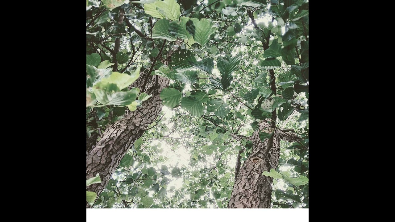 A Summer Wind among the Alders (Speaks of Lludd and Llefelys)