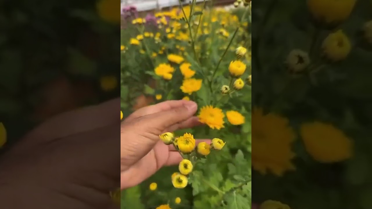 تغطية لشركة المغترة  للنباتات والزهور في الغاط 🌷🌿
