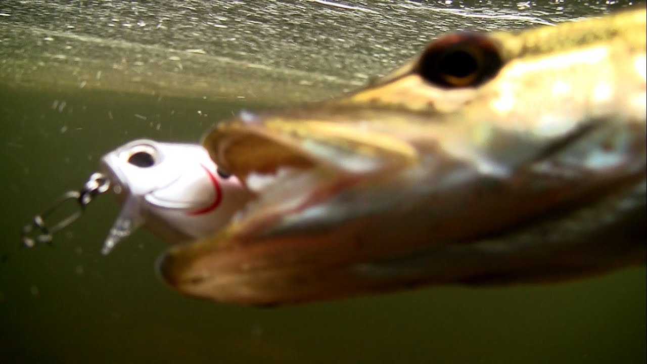 Fishing: my best / top 10 DUO lures for bass pike muskie perch zander seabass in action underwater.