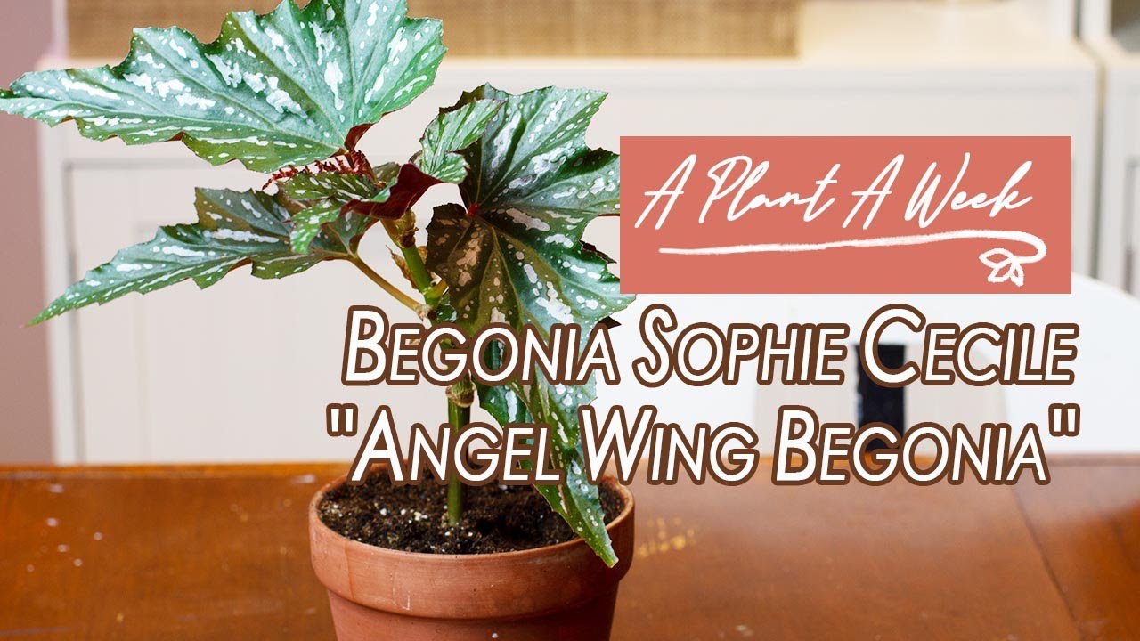 Angel Wing Begonia Care | A Plant A Week