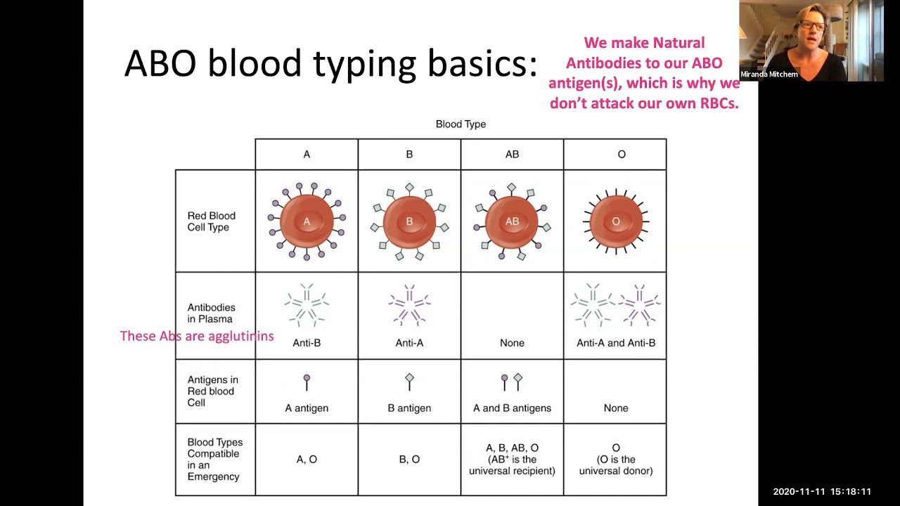 Physiology_ABO Blood typing
