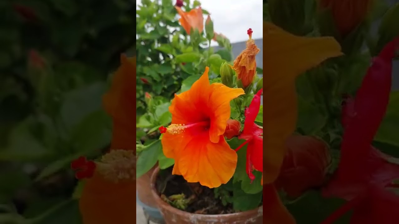 Colorful Terrace Garden || Rooftop Flower Garden