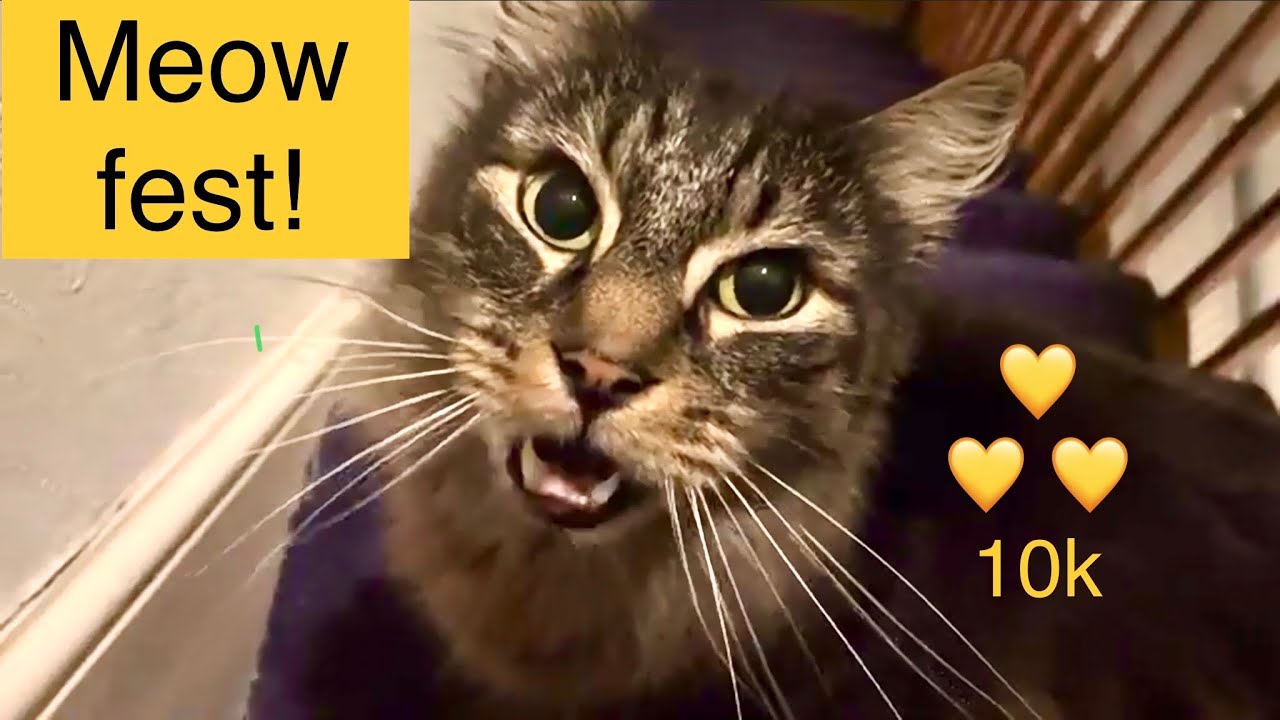 Eric’s 10k meow fest
