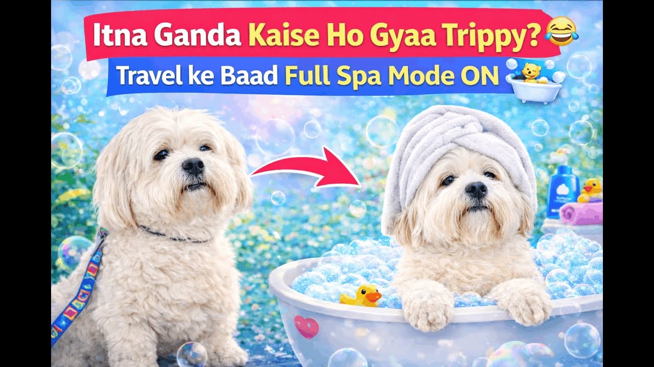 Itna Ganda Kaise Ho Gaya Trippy? 😲 | Travel ke Baad Dog Spa & Grooming Vlog 🛁🐶  @ziglyforpets