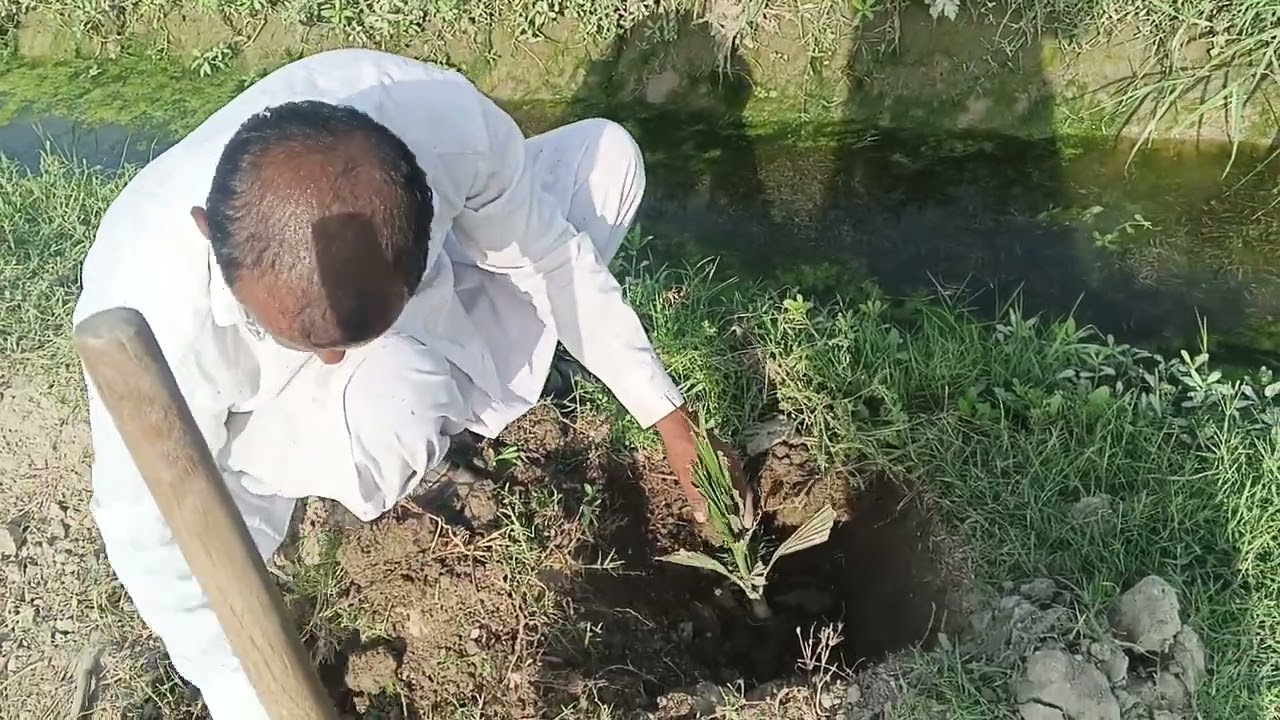 Ajwa khajior ki kasht 