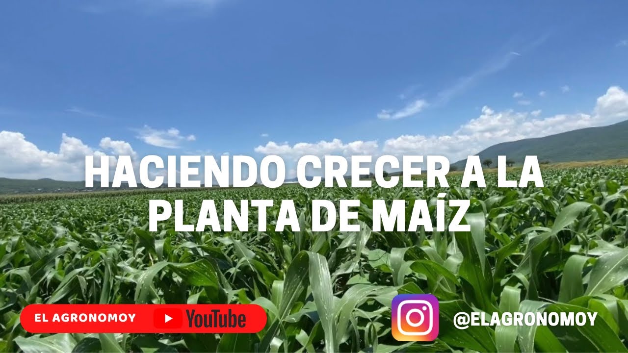 FOLIAR DE DESARROLLO | MAÍZ DE TEMPORAL 2022 | EL AGRONOMOY