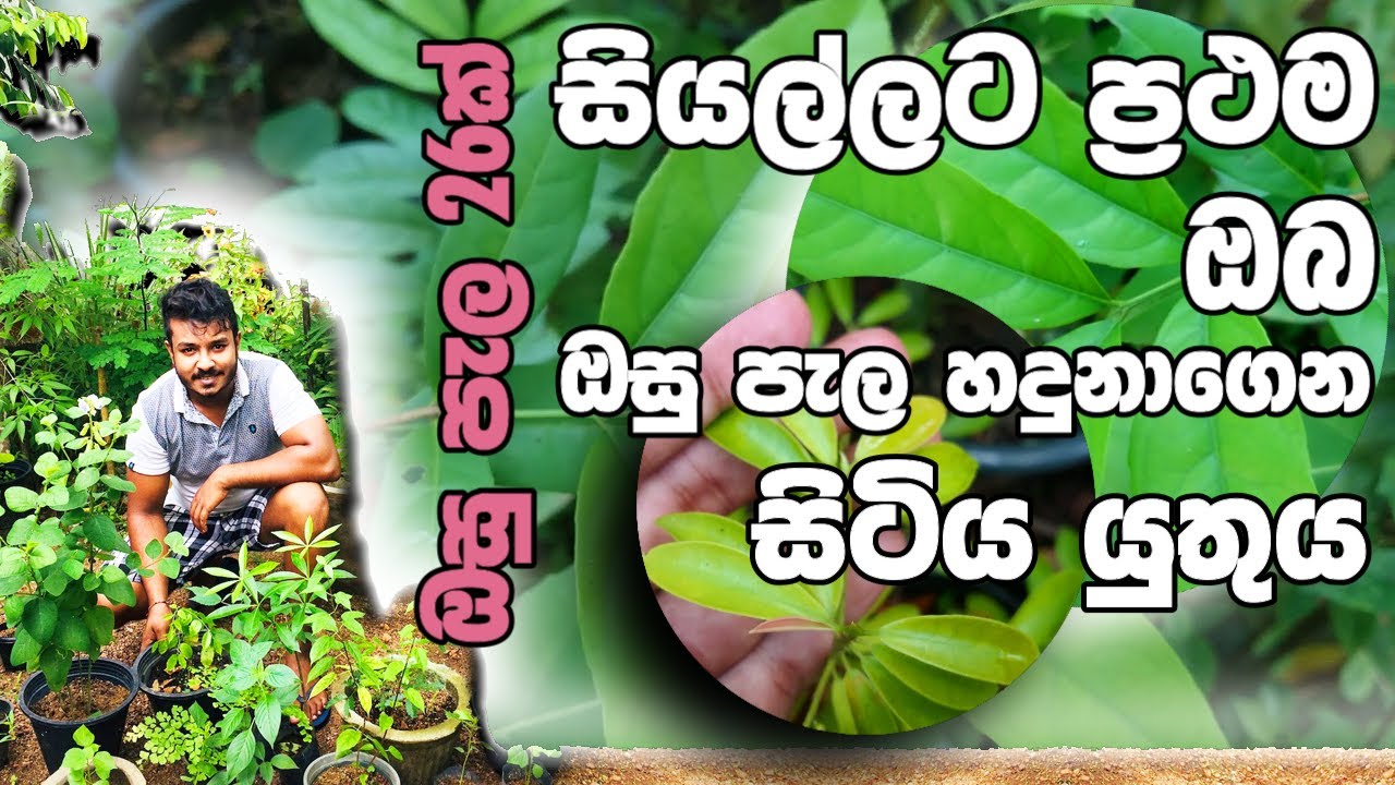 ඔසු පැල 26ක් හදුනාගමු | ඖෂධීය ශාක | Osu Pela 26k | අපි නොදන්නා ඔසු
