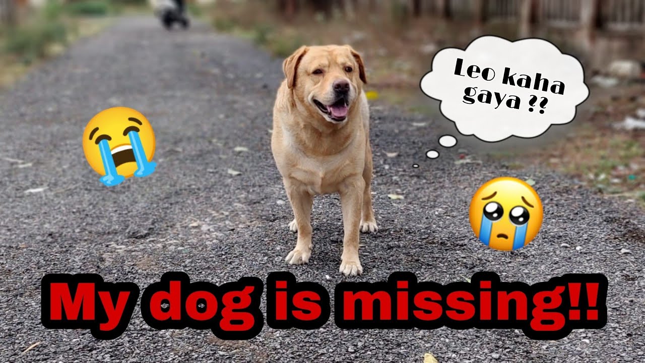 leo kahi chala gya😢 | Real video | worst feeling💔 | yeh kya hogya yrr😭 | Anant rastogi