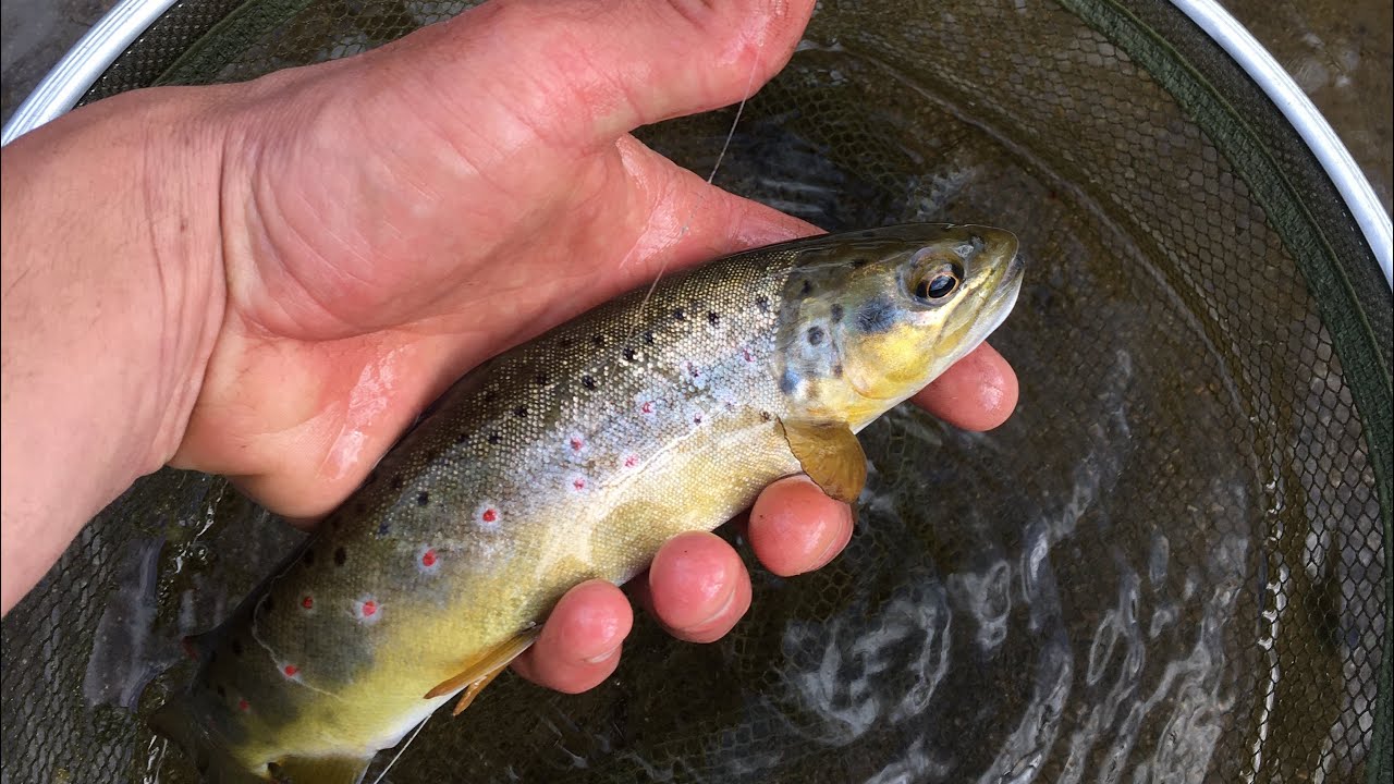 PECHE DE LA TRUITE SAUVAGE EN PETITE RIVIERE (4 EN 1H)