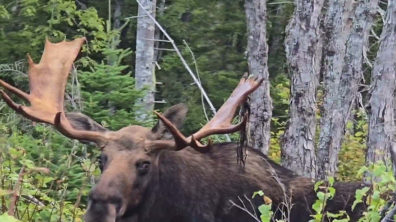 Maine Moose Hunting 2025 #hunting #moose