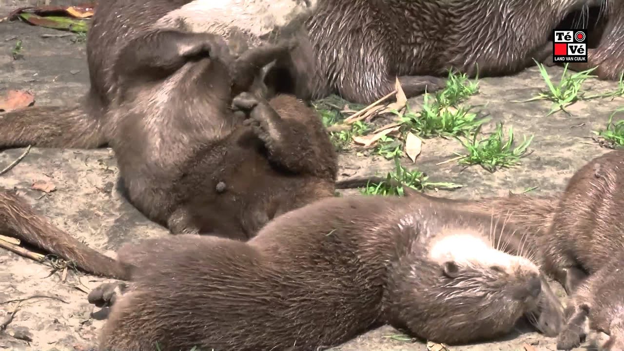 Oh, zit dat ZOO?! - Aflevering 5