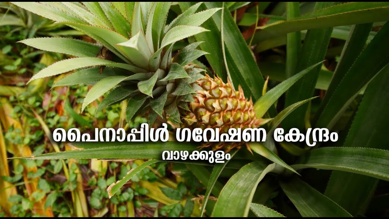 Pineapple Research Station Vazhakulam | പൈനാപ്പിൾ ഗവേഷണ കേന്ദ്രം വാഴക്കുളം