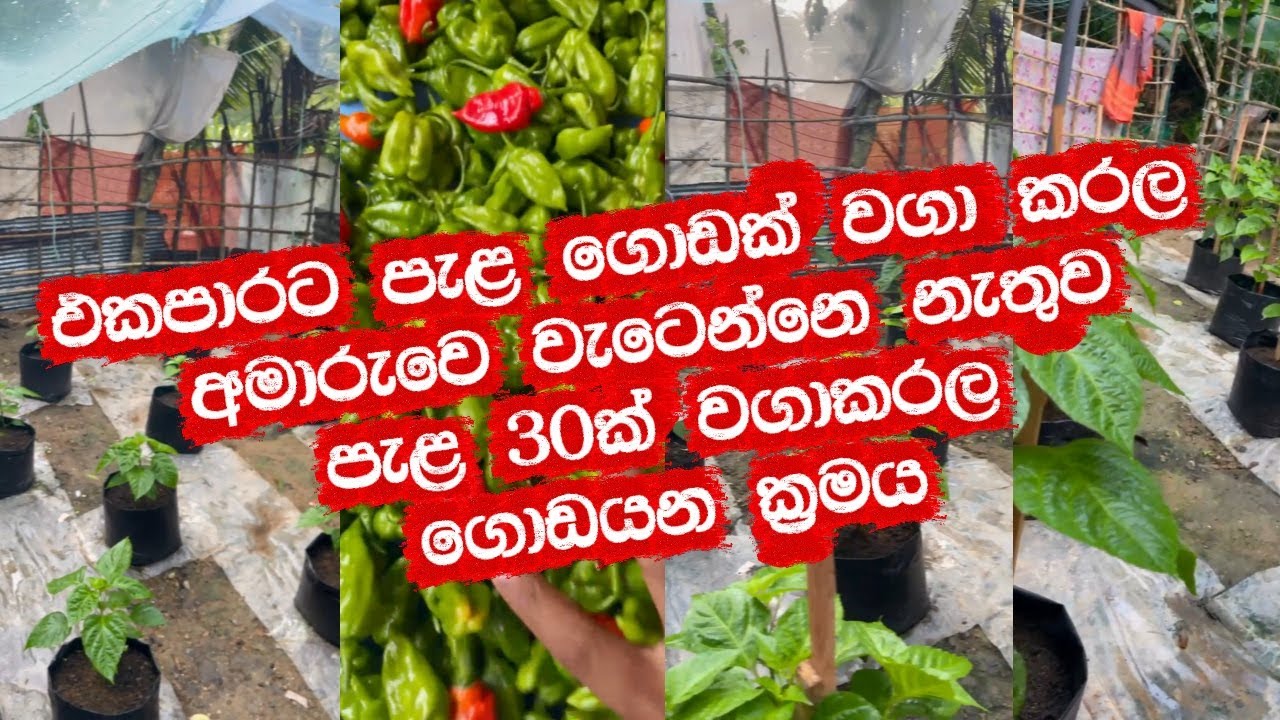 Naimiris වගාකරන්න ඉන්නවනං මේක බලන්න