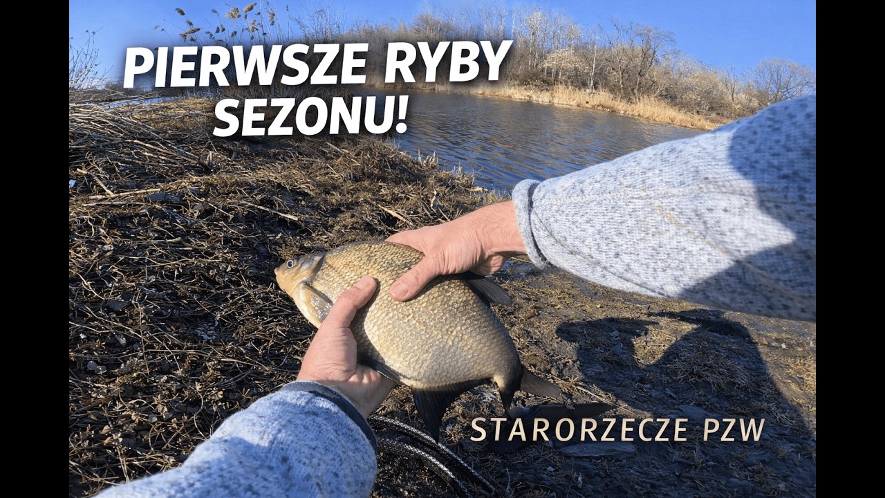 Pierwsze ryby sezonu! Starorzecze PZW i Method Feeder w marcu