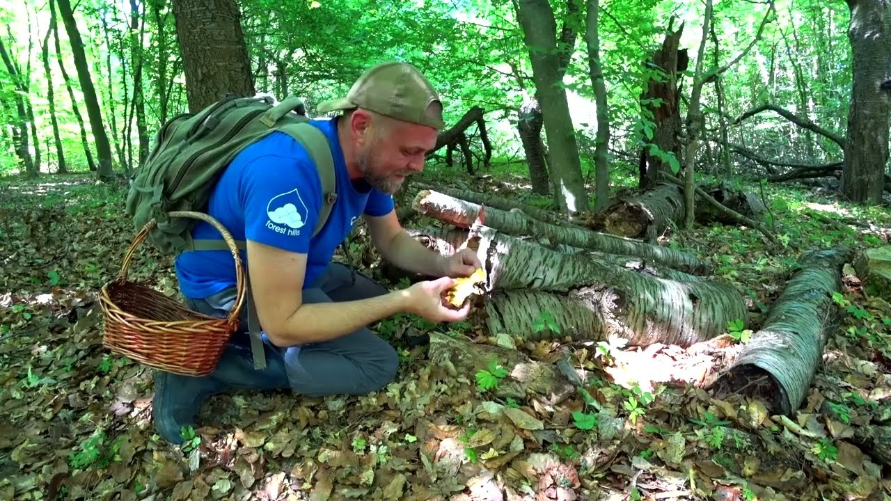 Неймовірно! У грибників зашкалило! Оце я розумію! Грибний бум розпочався! Травень 24 року!
