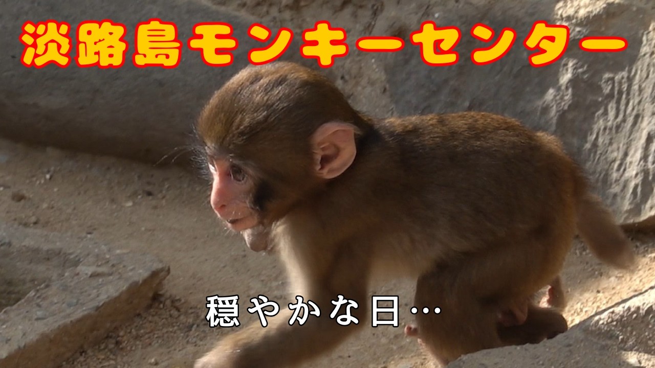 11月の穏やかな日… 淡路島モンキーセンターの子ザル達 part2 【淡路島モンキーセンター モンキーパーク】