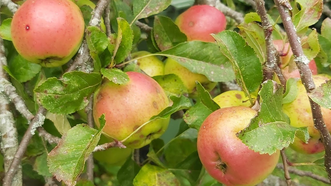 Our backyard apple tree