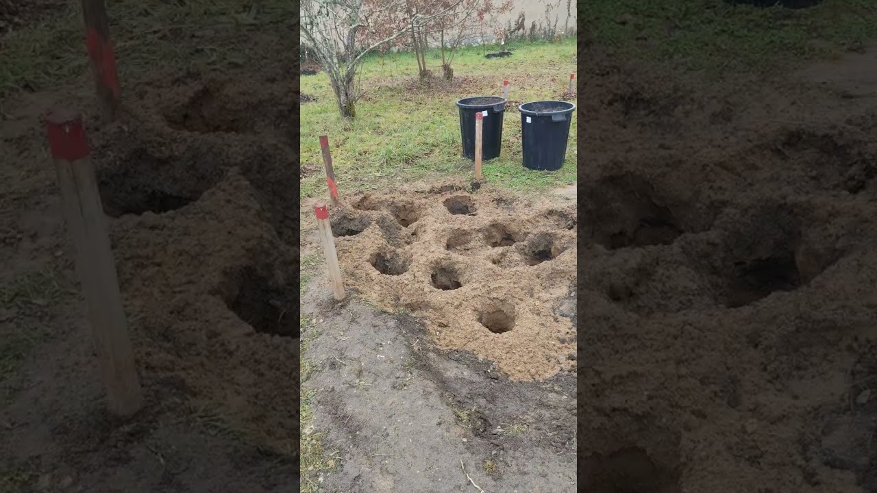 Ai-je planté beaucoup trop d'arbres dans ce verger ? ( oui )