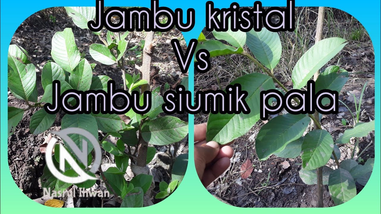Perbedaan Kristal dengan jambu Siumik pala