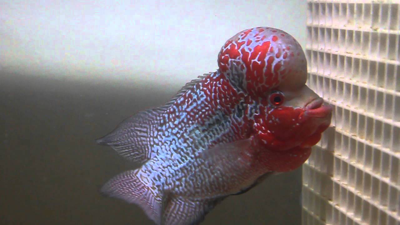 THE NEW MAN - MEGA CICHLID