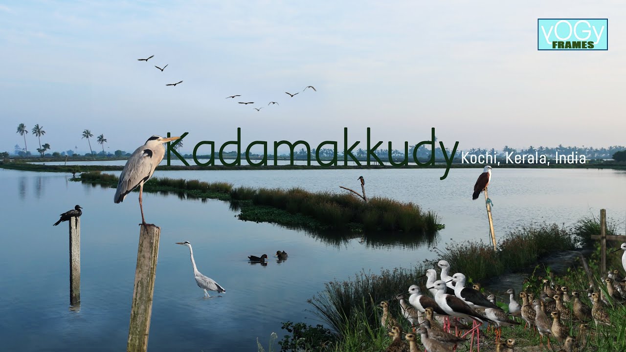 Kadamakkudy#yogyframes
