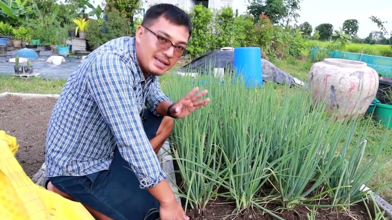วิธีปลูกต้นหอมแบ่งจากเมล็ด แตกกอดีมากอายุยืนยาว ปลูกครั้งเดียวเก็บกินขยายพันธุ์ได้ตลอด