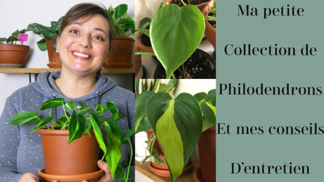 MA PETITE COLLECTION DE PHILODENDRON ET MES CONSEILS D'ENTRETIEN