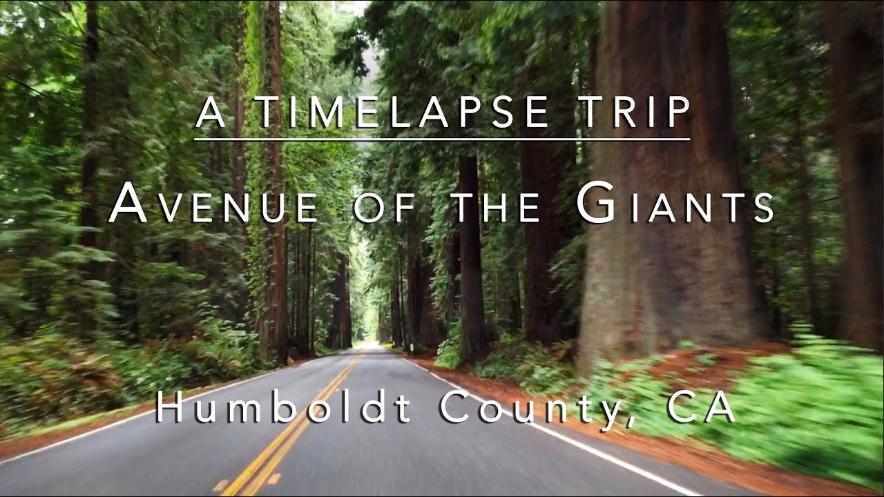 Avenue of the Giants - A Timelapse Trip 7-10-15