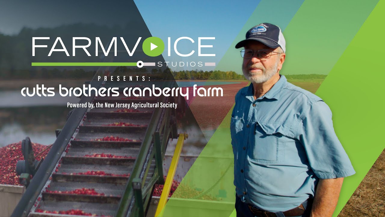 How Farms Work - Cranberry Harvest - Jersey Magic!