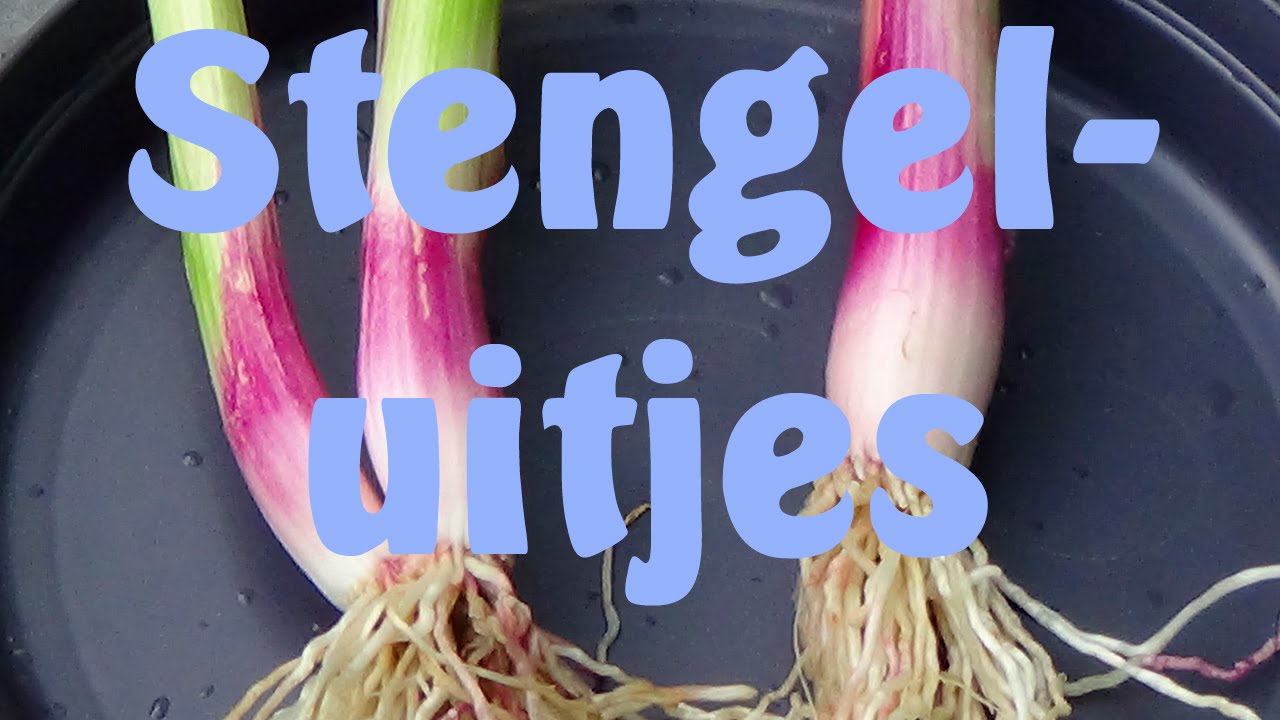 Stengel uitjes kweken