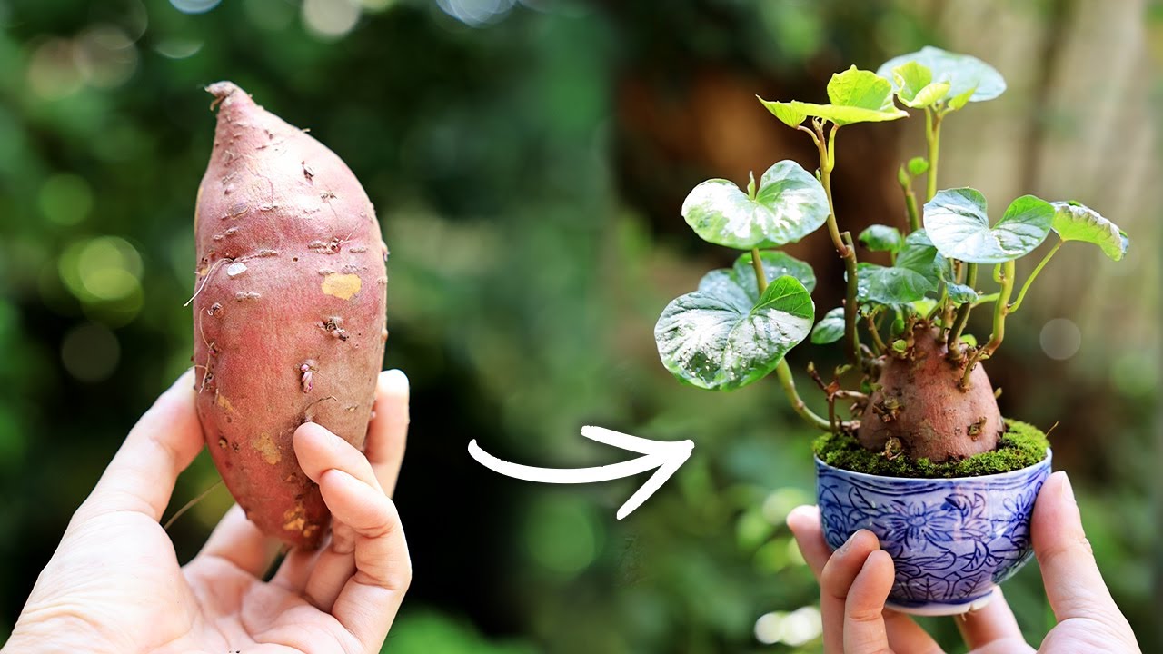 サツマイモミの湯呑みミニ盆栽 葉ぶりを楽しむ夏の自由研究【Bonsai diary 盆栽日記 8/24】初心者の簡単盆栽の作り方 育て方 野菜 園芸 sweet potato yam EOS R5撮影