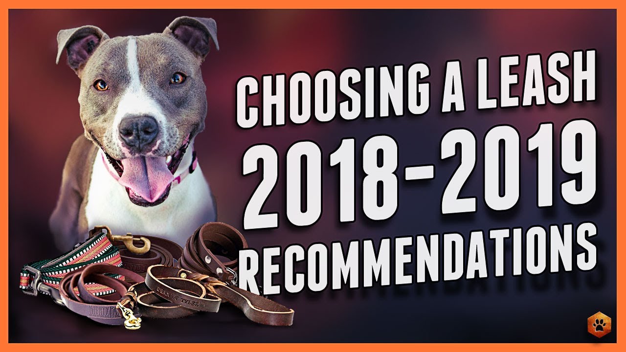 Choosing a Dog Leash: Best leashes of 2018-2019