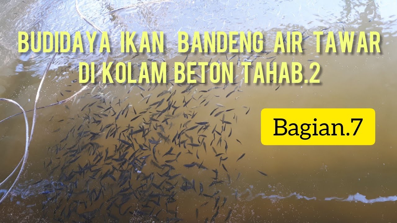 BUDIDAYA IKAN BANDENG AIR TAWAR DI KOLAM BETON.Bagian.7 #bandeng #ikantuna #lele #gondronglabanan
